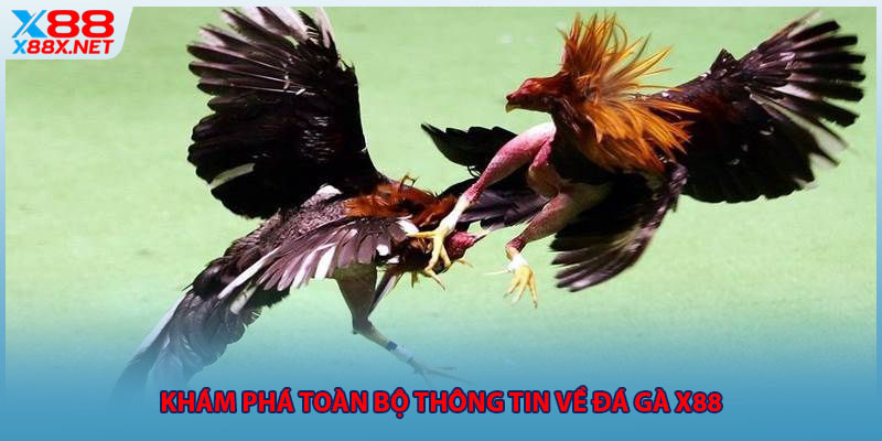 Khám phá toàn bộ thông tin về đá gà X88