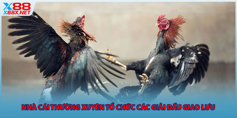 Nhà cái thường xuyên tổ chức các giải đấu giao lưu